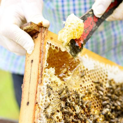 Pomurje in apiturizem