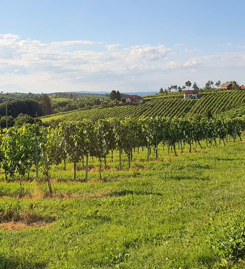Vineyards of our partner wineries